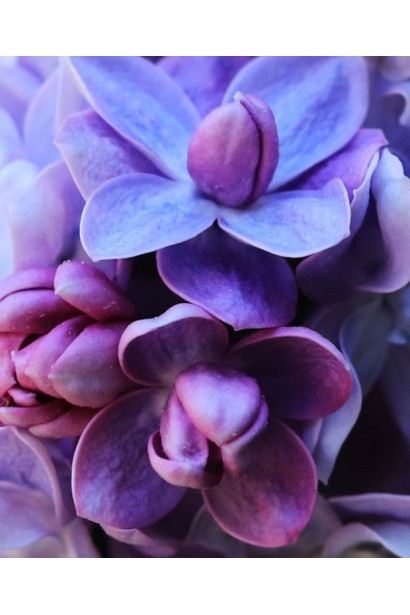 Висота бузку Карпе Діем